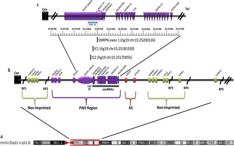 prader willi dna region replication time|prader willi dna.